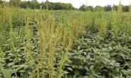 Weed Management in Field Crops
