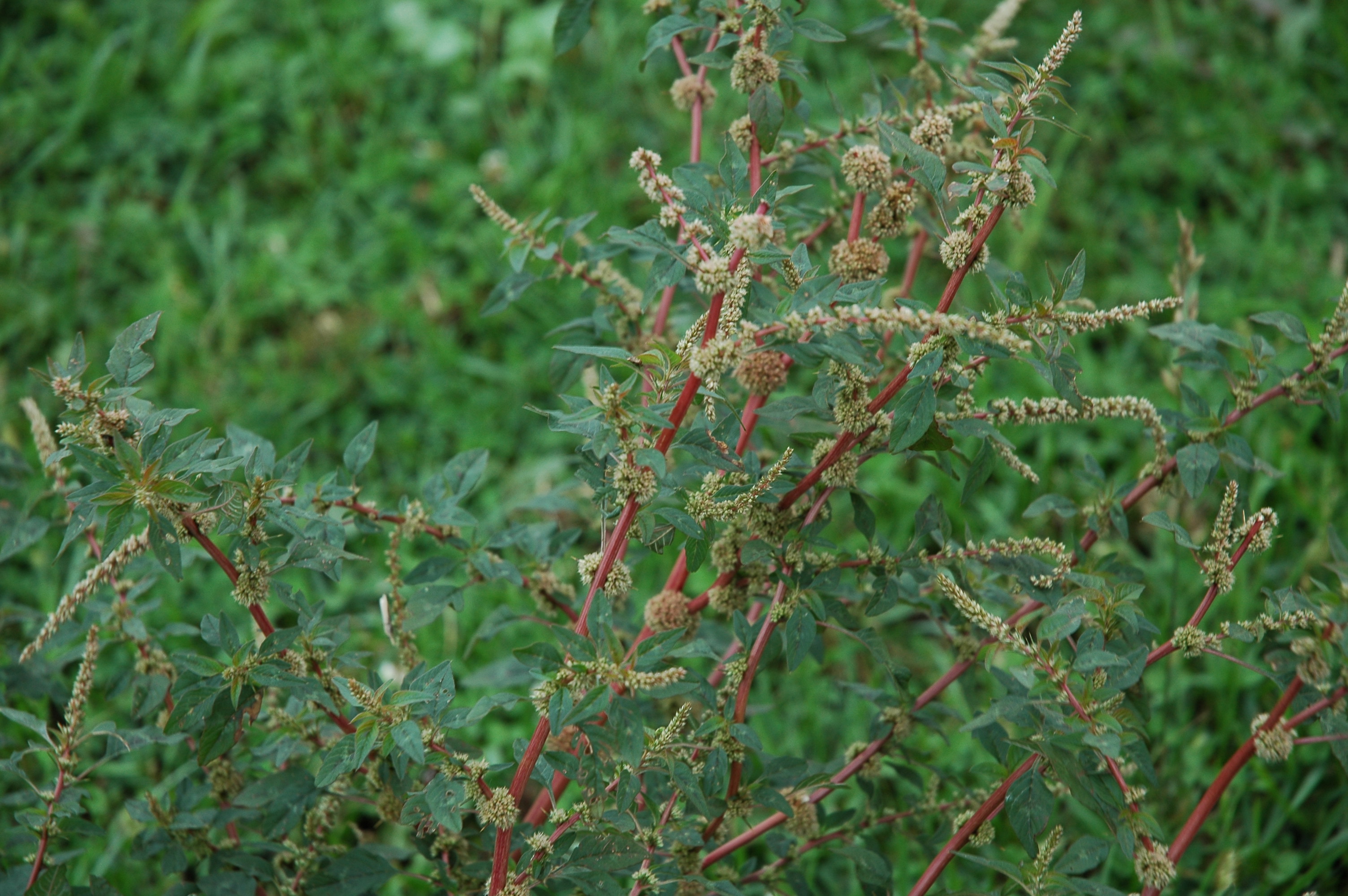 Spiny Amaranth Amaranthus Spinosus Weed Science