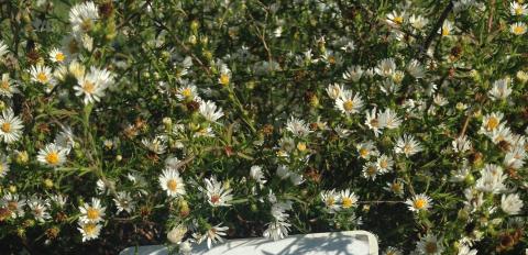 White Heath Aster (Aster spp)