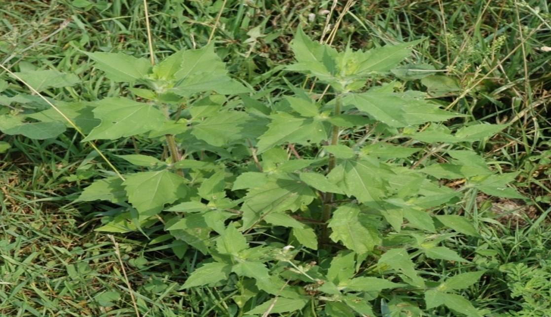 Marshelder or Sumpweed