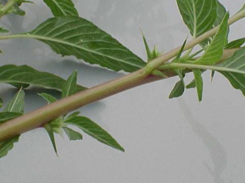 Spiny Amaranth (Amaranthus spinosus)